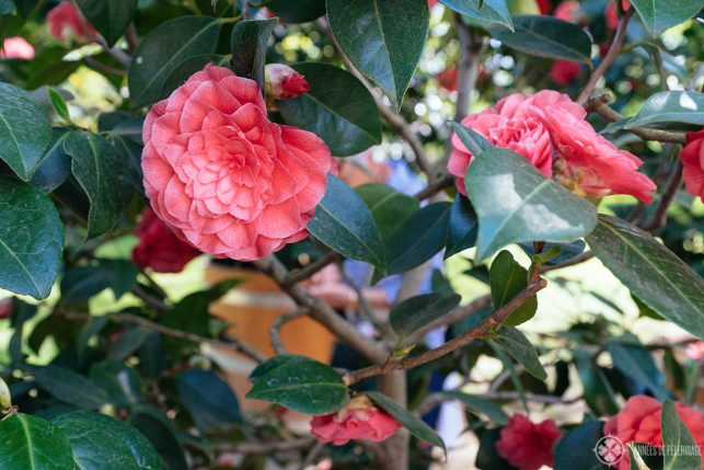 closeup of the Japanese Camellia blossoms in Pillnitz Castle, Germany