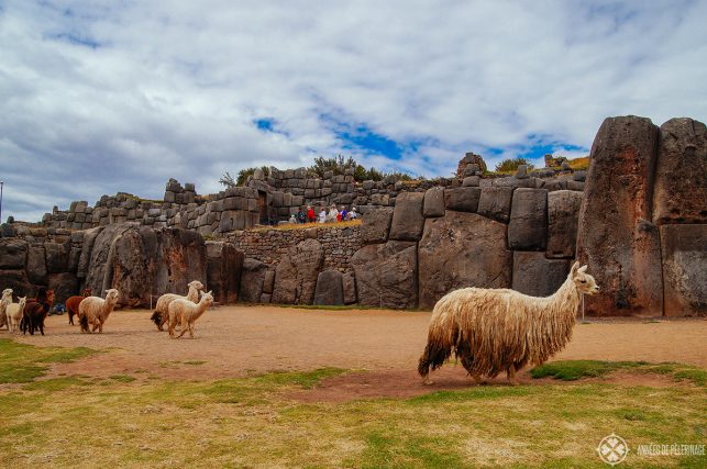Lamas walking across the ceremonial palaza of Sacsayhuaman in Cusco, Peru