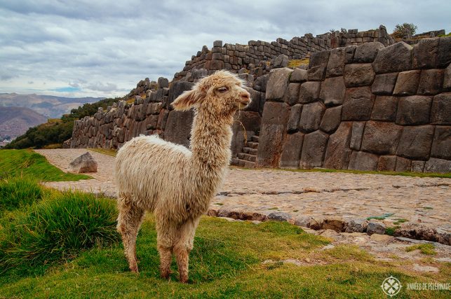 A baby lama in front of the wall around  Sacsayhuamán with Cusco, Peru, in the far background
