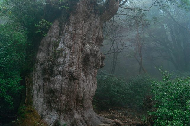 The  Jōmon Sugi tree on Yakushima island - the oldest living tree in the world