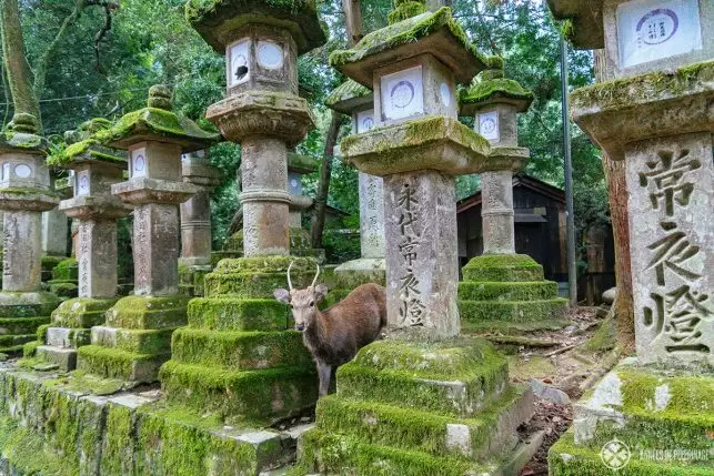 A tame silka deer hiding between the stone lanterns of Kasuga Taisha shrine in Nara, Japan