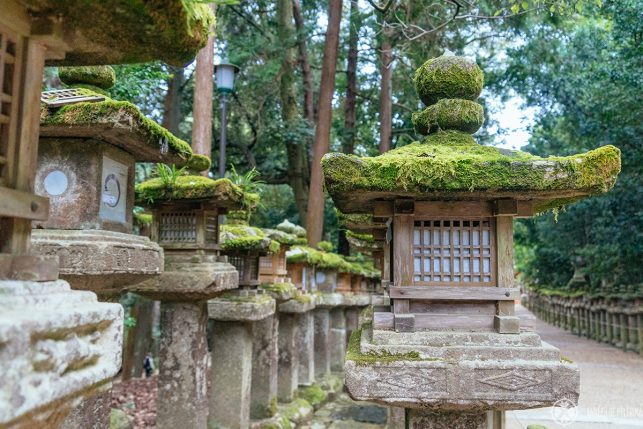 Just one of many moss-covered lanterns at Kasuga Taisha at the far back of Nara Park