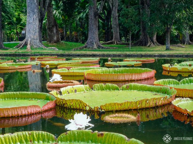 The giant waterlily pond inside the Pamplemousses Botanical garden