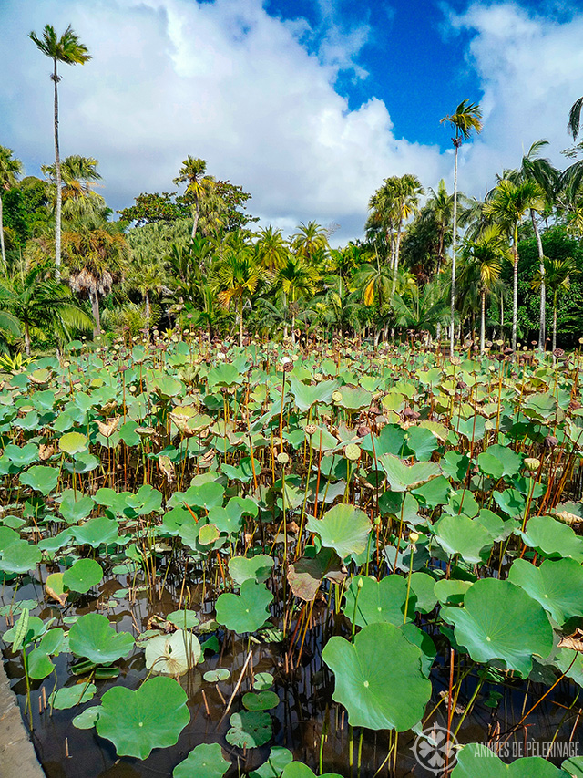 A pond full of lotus blossoms in the Botancial Garden of Mauritius