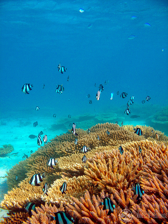 Underwater shot of one of many beautiful reefs - one of the most fun things to do in Mauritius