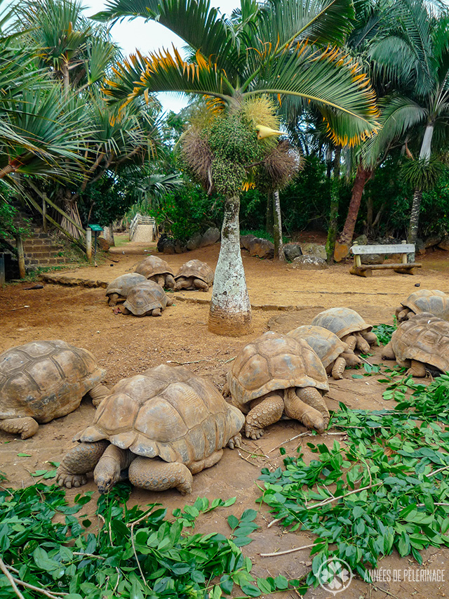 A group giant turtoise in vanille crocodile park in mauritius resting under the trees and eating.