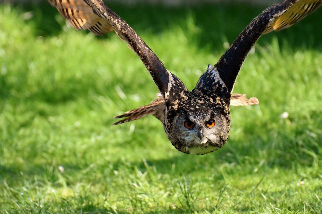An owl flying through Wildpark Poing