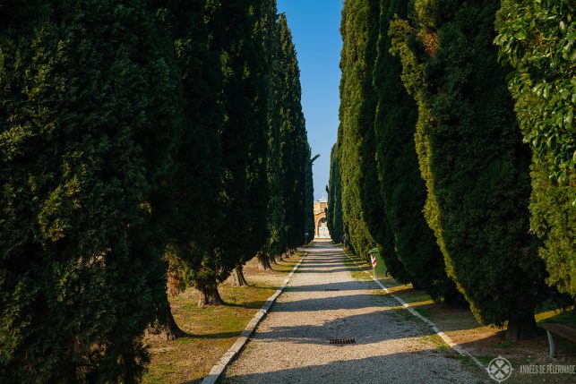 A cypress lined path on the cemetary of Venice