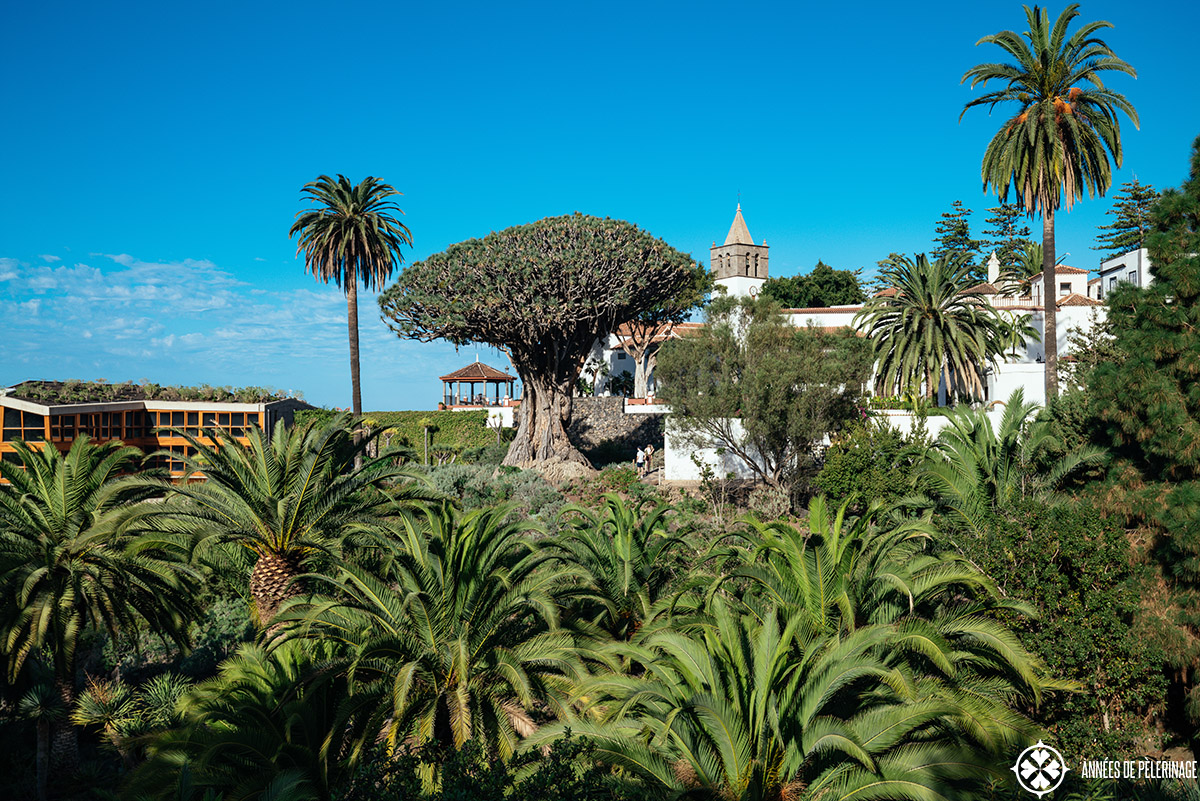 The Drago Millenario in its park in Icod, Tenerife