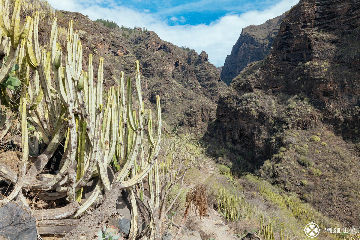 cactus on the side of the trai leading into the barranco del infierno on Tenerife