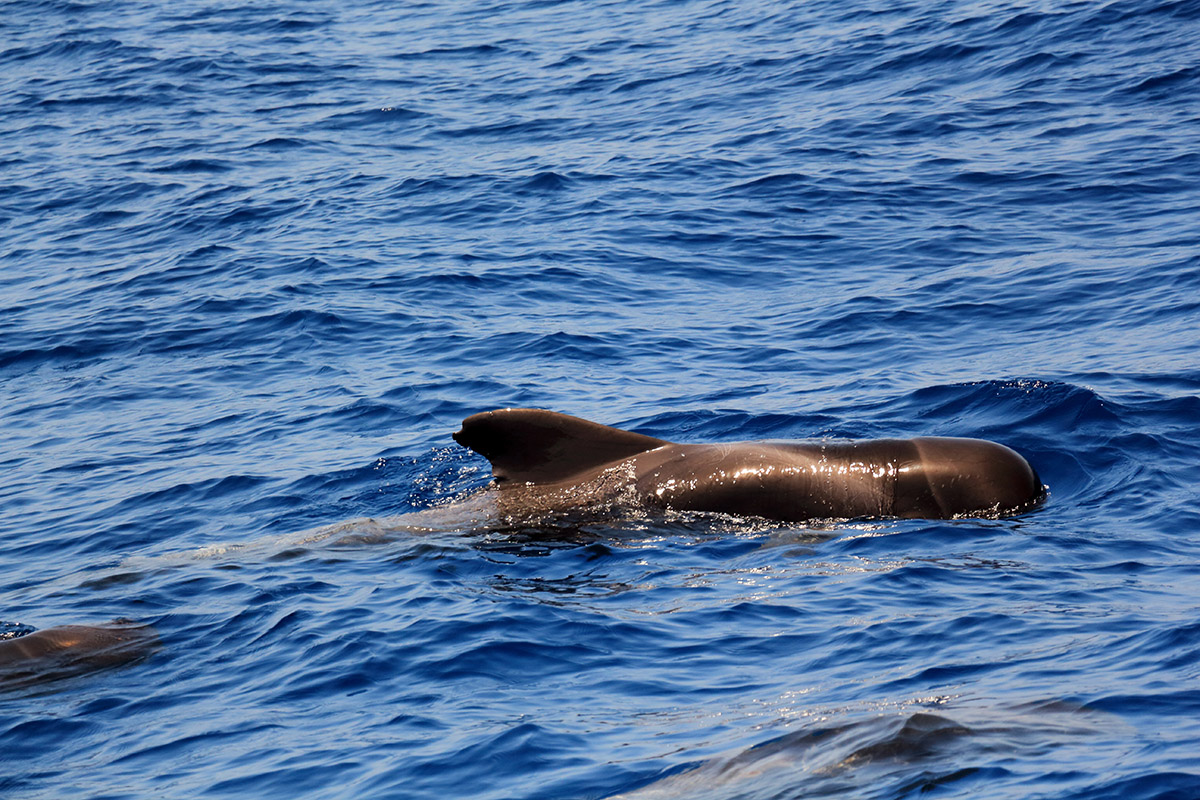 a pod of pilot whales on the east coast of tenerife