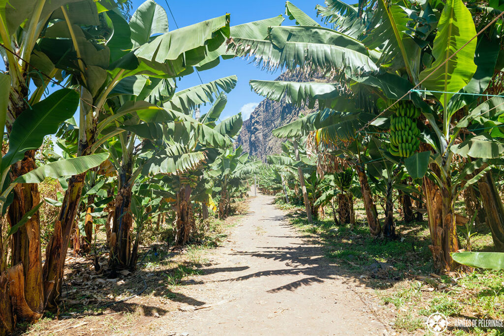 banana plantation at Faja dos Padre