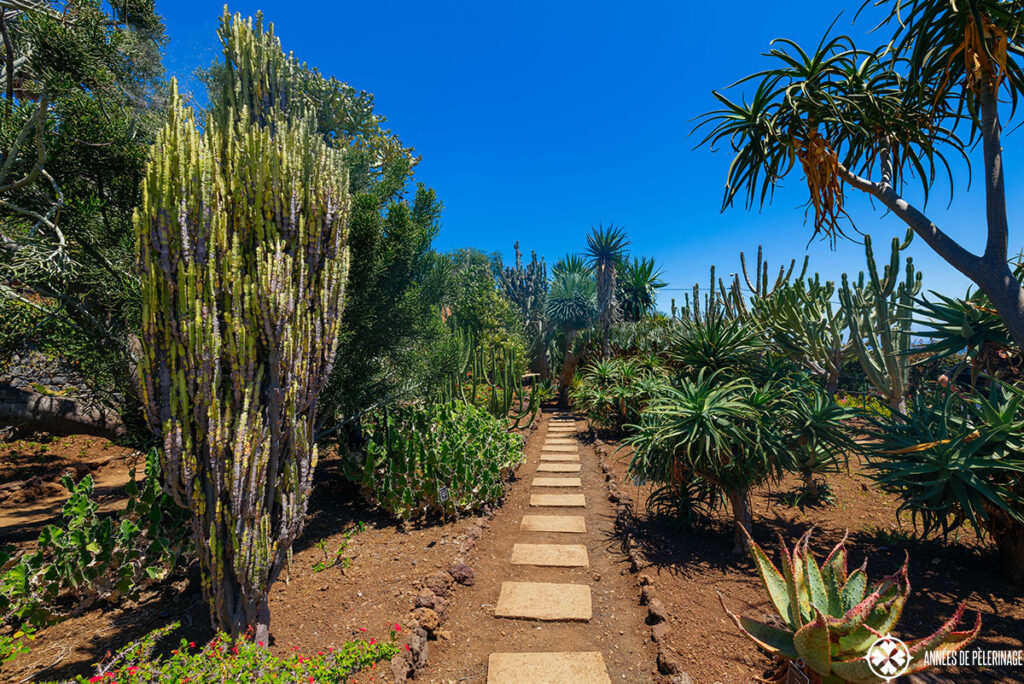 cactus plantation at the Funchal Botanical Garden