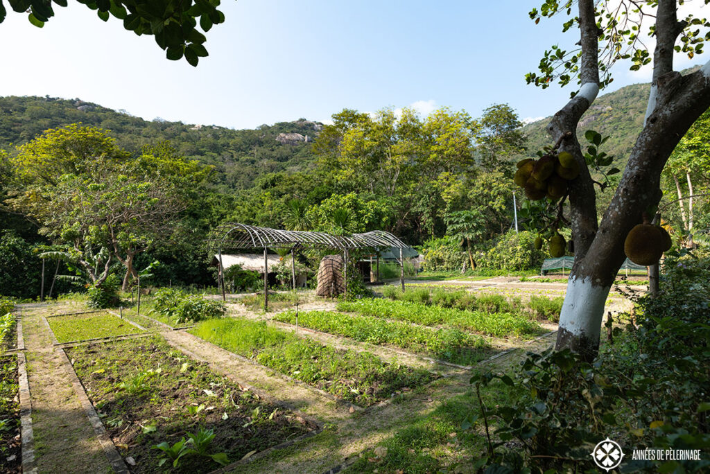 the organic vegetable garden where they grow a lot of their herbs