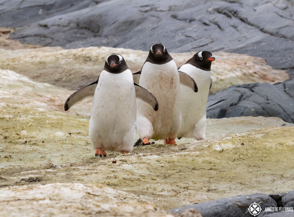 three adelie pengiuns walking on ice