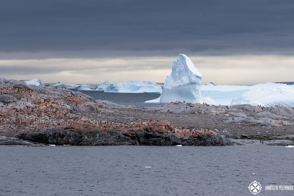 a huge pengiun colony in antartica - the rocks are stained red from the extrements