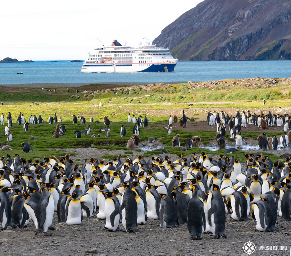 a king penguin colony in south georgie with a cruise ship in the background