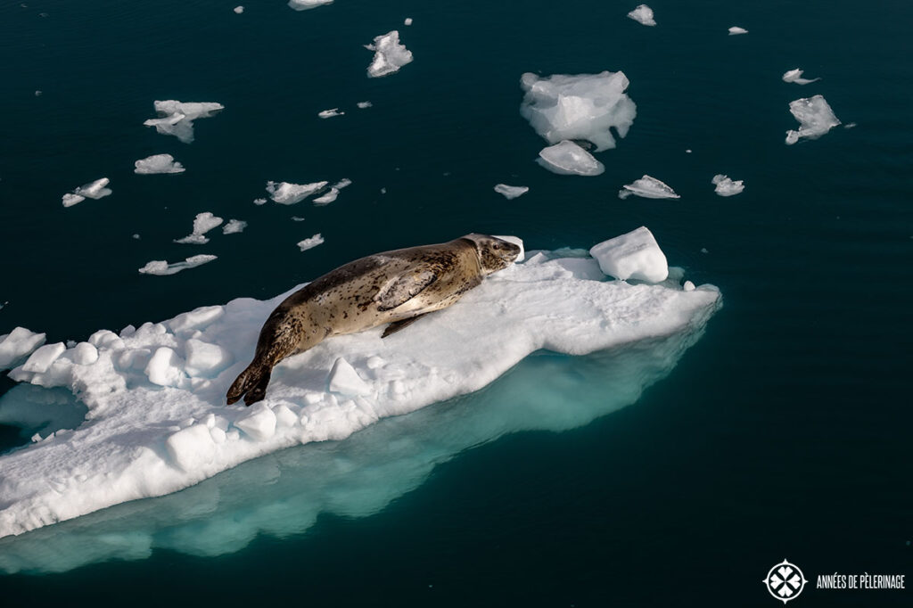 a leopbard seal resting on a little iceberg with blue water underneath