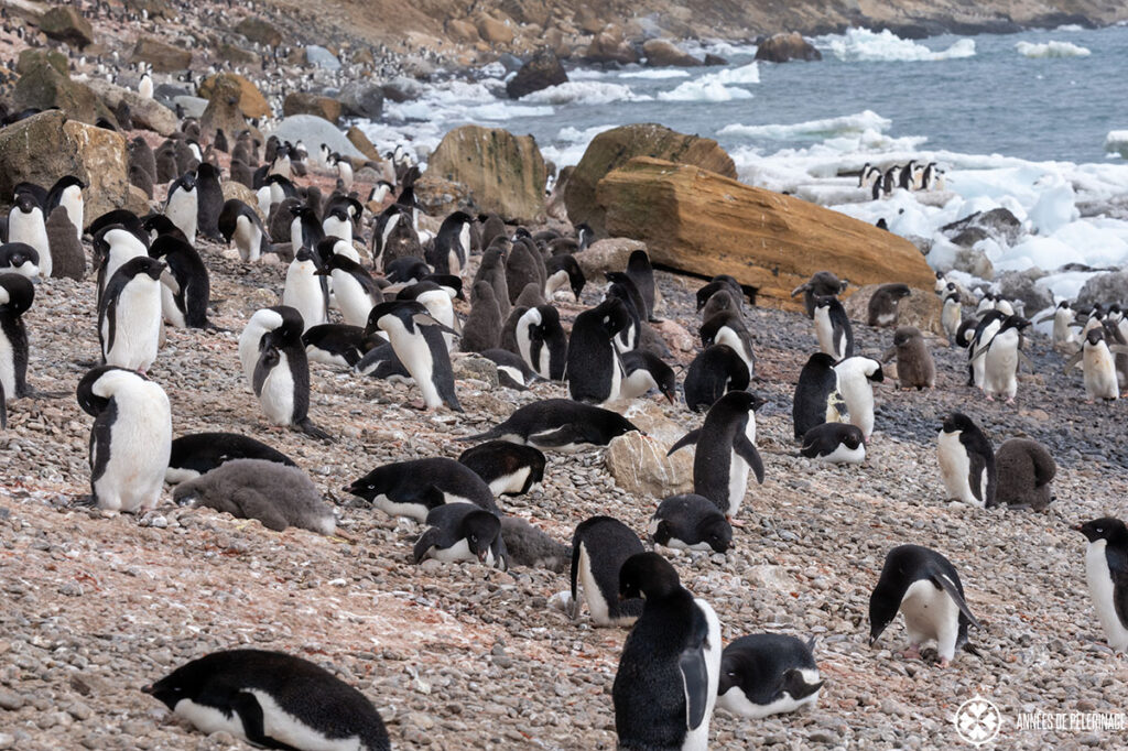 a huge penguin colony in antartica