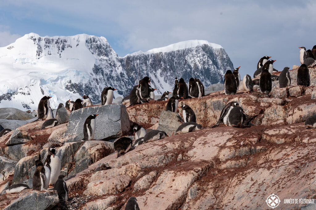 penguins standing on red stained rock - in the background is a snow covered mountain