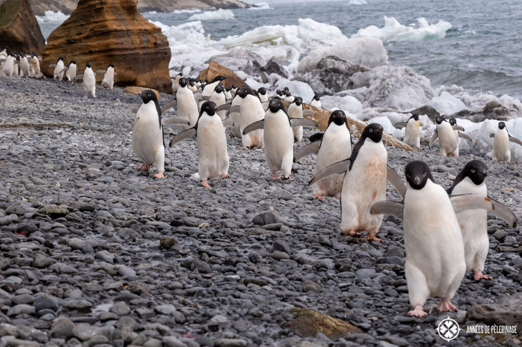 pengiuns walking on a pebbled beach antartic peninsula