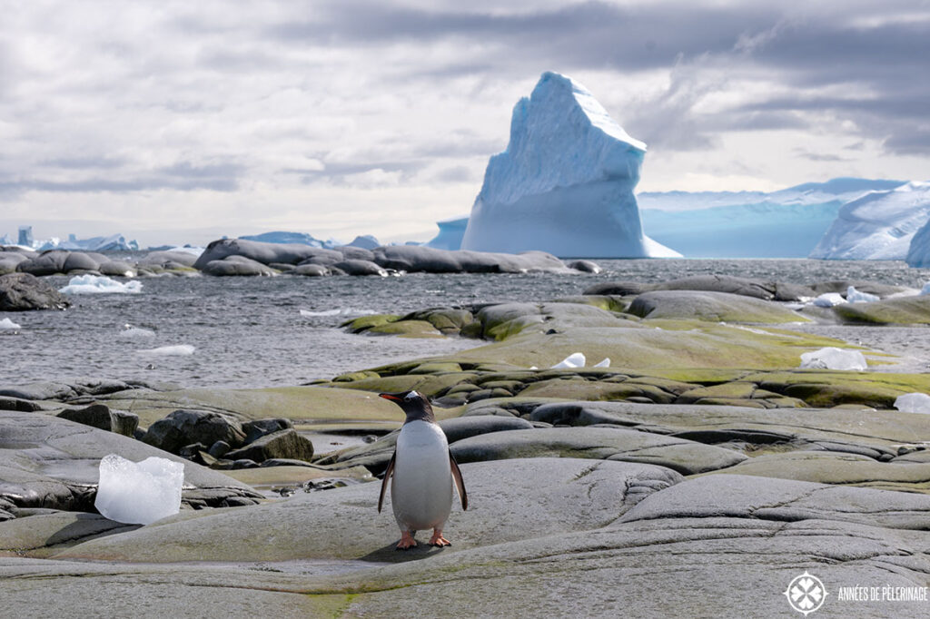 a pengiun standing on moss covered rock in front of a towering iceberg
