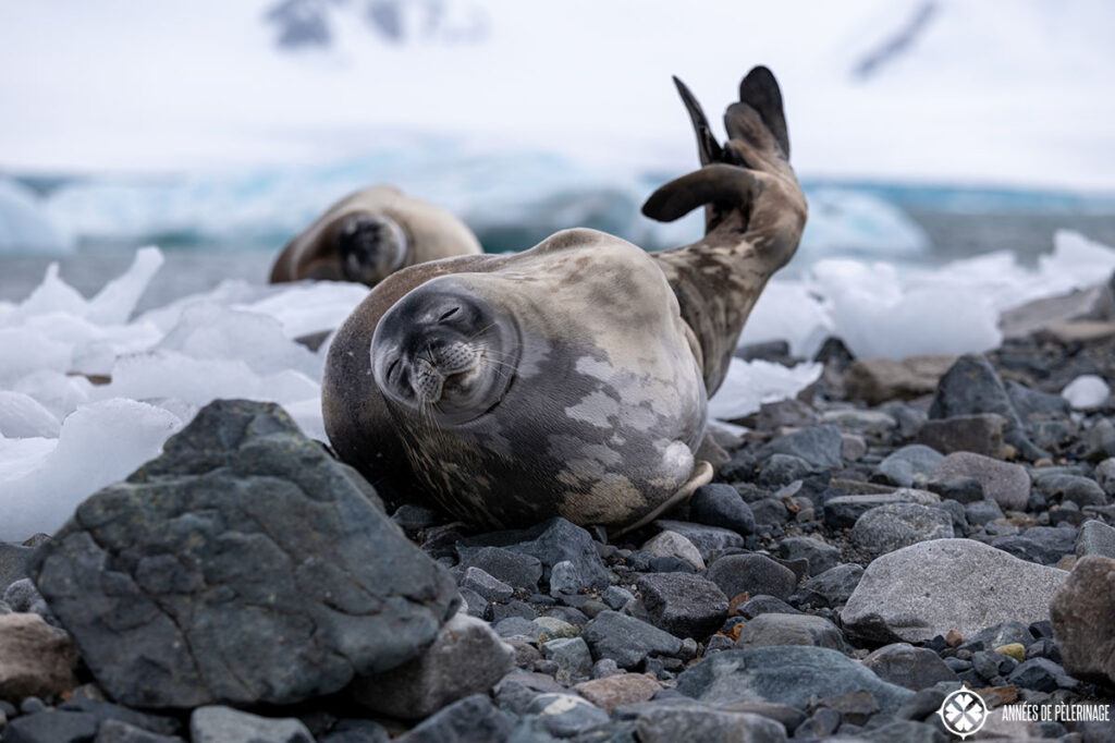 a seal smiling and raising its tail