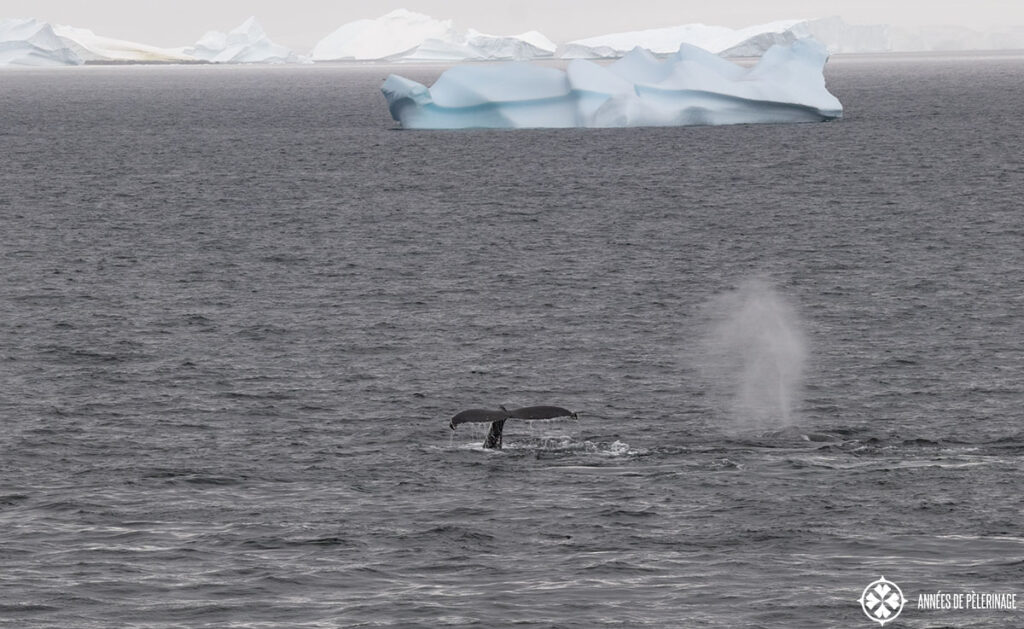 whales in front of an iceberg in Antartica